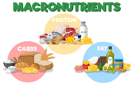 Macronutrients Explained: How Protein, Carbs and Fat Work Together