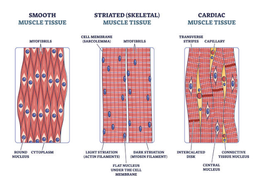 Skeletal Muscle vs Smooth Muscle vs Cardiac Muscle